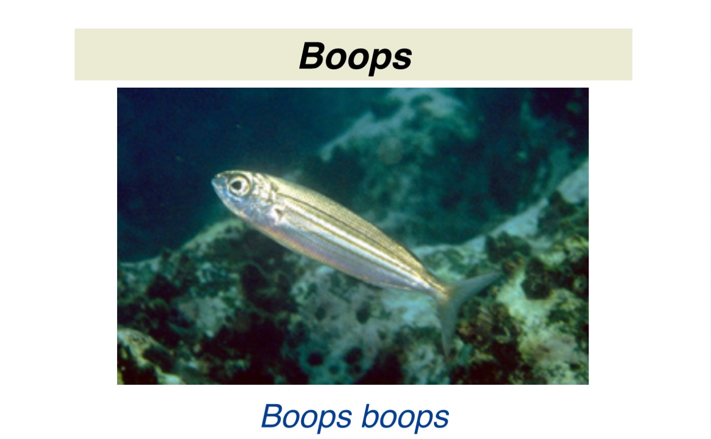 Secret’s in the (Fish) Sauce: A Brief History of Rome’s Favorite ...